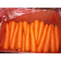 Свежая новая морковь
